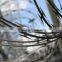 Used hot dip galvanized razor barbed wire