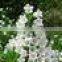 wholesale fresh cut flower white Campanula flower