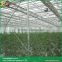 Venlo roof indoor greenhouse walk in greenhouse