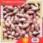 All Normal Sizes Red Skin Peanut Kernel Manufacturers Exporters