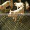Cheap black steel crimped wire mesh for keeping pig