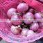 fresh yellow and red onion(A variety of specifications) mesh bag packing