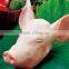 Pig Head Rosin Pot