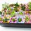 Plastic Raised Garden Bed