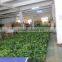 hot sale artificial green plant wall/artificial green backdrop for sale