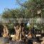 Ancient Olive Tree - Olea Europaea