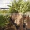 Trachicarpus Fortunei palm tree