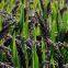 Black rice extract
