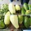 Automatic commercial papaya peeling machine auto industrial papayas skin peeler skinning equipment cheap price for sale