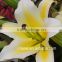 High-Level High Quality Fresh Flower Lily To The Beloved