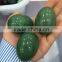 Wholesale Natural Green Aventurine Gemstone Egg for Sale