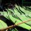 Fresh big size bamboo leaf