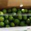 High quality fresh seedless lime lemon