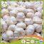Bulk in Different Packing Fresh Garlic garlic white garlic