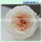 Temari Rose Preserved Heads in Cream White 8 per Box Size 4-5cm for Wedding Bouquet