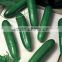 Hana F1 Hybrid Cucumber Seeds