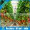 Hydroponic system with coco peat for multi span commerical greenhouses