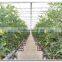 Green House for Plants Growing