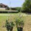 Hot Sale Grow Through Tomato Coated Decorative Moss Pole Garden Metal Climbing Life Plant Support
