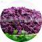 Sinocharm Frozen vegetable  New Season High Quality no warm IQF Sweet Potato Dice