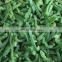 Sinocharm BRC-A Approved IQF Green Pepper Strips Frozen Green Pepper