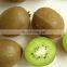 Sinocharm BRC A Approved 10x10mm IQF Green Kiwi Dice Manufacturers New Crop High Quality Frozen Kiwi Dice