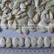 Crop 2015 Pumpkin Snow White Seeds,11cm 13cm 13mm 14cm                        
                                                Quality Choice