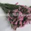 Fresh top sell myosotis frsesh flowers for garden