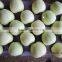 good quality golden delicious apple china bagged golden apples
