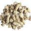 China Root powder