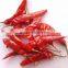 Premium Quality Indian Dry Red Chilli Exporters