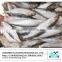 Wholesale Frozen sardine price