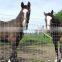 Lowes Hog Wire Fencing/animal fence/hinge joint fencing mesh grassland metal net for livestock