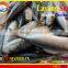 FROZEN LAYANG SCAD (MUROAJI) WHOLE ROUND