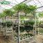 Indoor Plant Hydroponic Set In Greenhouse