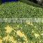 Sinocharm BRC A approved IQF Green Hot Pepper Frozen Green Hot Pepper Whole cut