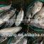 Frozen seafood skipjack tuna fish sale with size 300 - 750g +