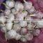 Jinxiang Garlic Normal White Fresh Garlic New Crop