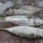 frozen indian mackerel whole round