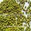 High quality and cheap mung beans price