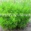 wholesale the top quality fresh cut Asparagus cochinchinensis with the high quality