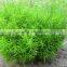 wholesale the top quality Asparagus cochinchinensis and others fresh foliage fillers from Yunnan