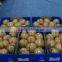 Chinese Fresh Honey Pomelo from Factory