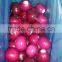 Shandong Onion