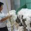 wool processing machines