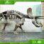 Attractive Dinosaur Skeleton Model Made by China Manufactory