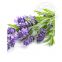 Distillation of lavender essential oil 8000-28-0