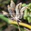 Superior Grade Organic Fennel Seeds For OEM