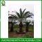 Phoenix canariensis palms trunk 2-2.5m