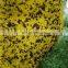 ODM Fly Paper Customized Logo Pattern Double-sided Yellow Kill Fruit Flies+ Killer Insect Fly Traps for Insect Control Use OEM